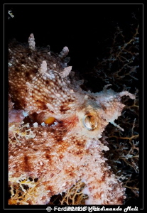 Octopus vulgaris by Ferdinando Meli 